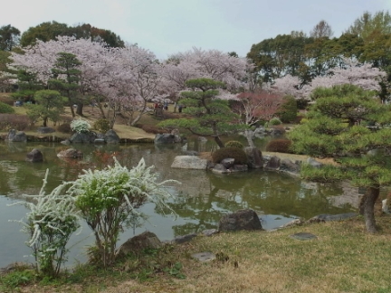 ���{�뉀�̃T�N��