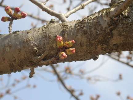 ���{�뉀�̃T�N��