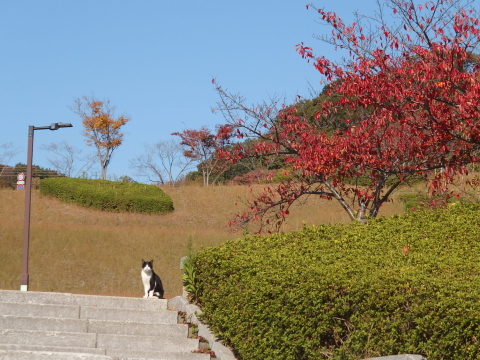 �e�j�X�R�[�g�t��