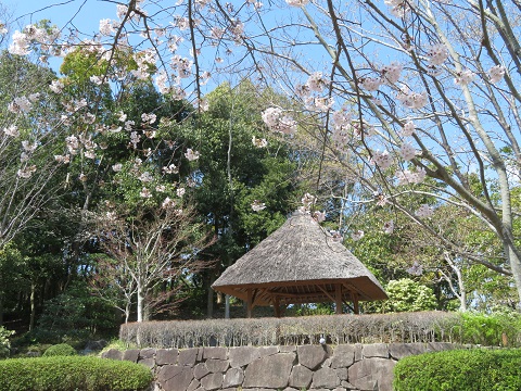 ���{�뉀�̃T�N��