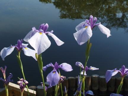 �n�i�V���E�u