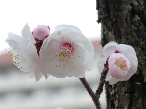 日本庭園のウメ