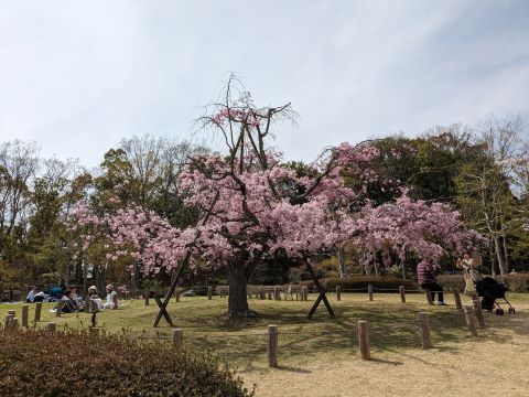 日本庭園のサクラ