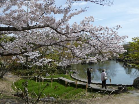 日本庭園のサクラ