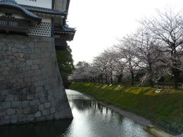金沢城とサクラ