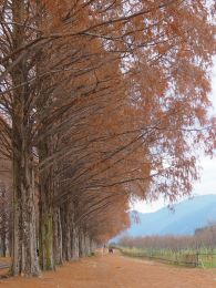 ���^�Z�R�C�A����