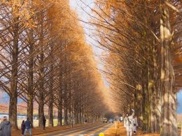 ���^�Z�R�C�A����